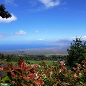 Amazing Upcountry Maui – Iao Valley, Ocean Vodka & Lavender Farm Tour
