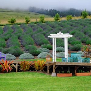 Upcountry Hidden Gems tour